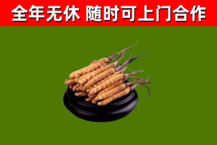 蜀山区回收散虫草